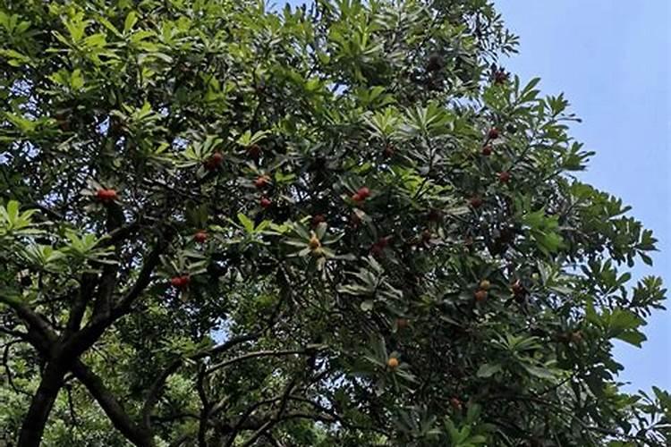 种玉米到底是复合肥好还是控释肥好？