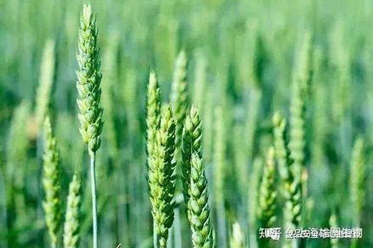 小麦喷施叶面肥的注意事项有哪些？ 世界上最流行的杀螨剂:溴螨酯 杀...