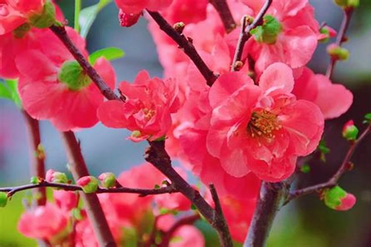 盆栽红梅什么时候长花苞