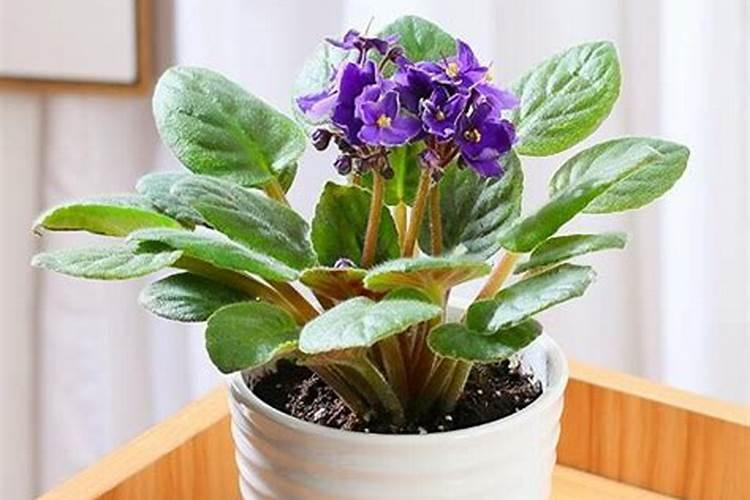 目前植物养根的主要药物和肥料有哪些？