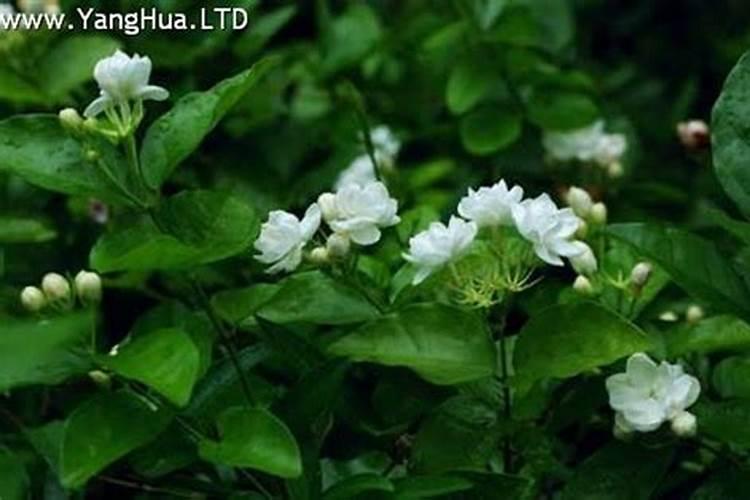 茉莉花施什么肥最好 适合用什么肥料