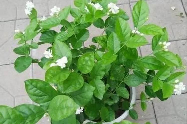 茉莉花一般施什么肥料好