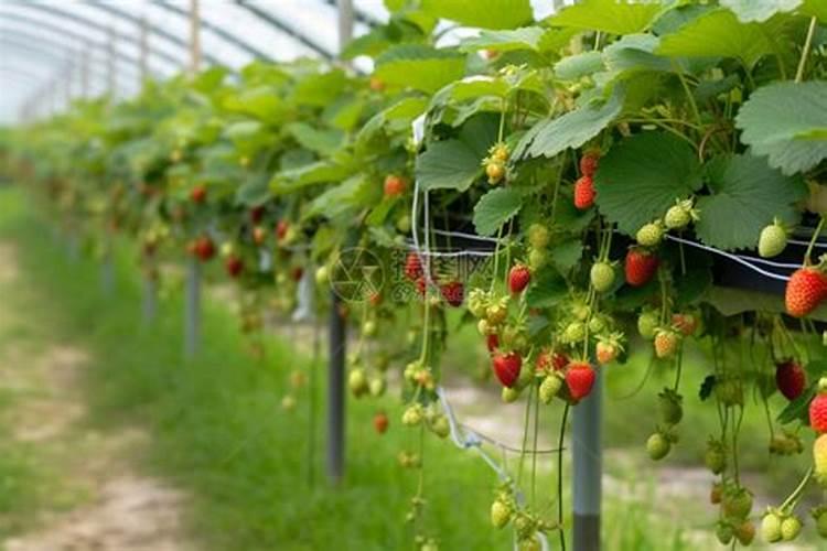 草莓冲施红糖的作用