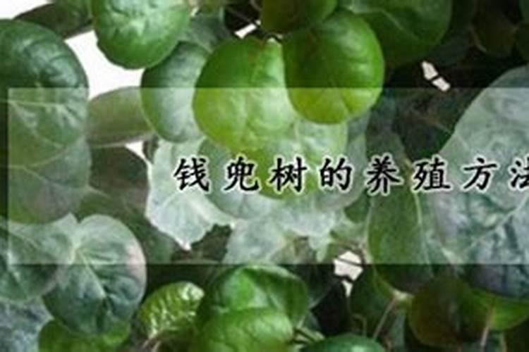 氯化钾肥料能用在什么植物上