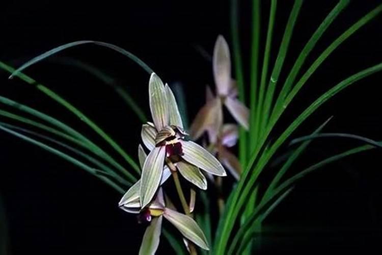 白芨怎么育苗