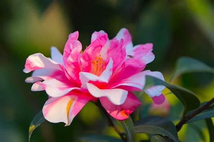 白芨育苗方法