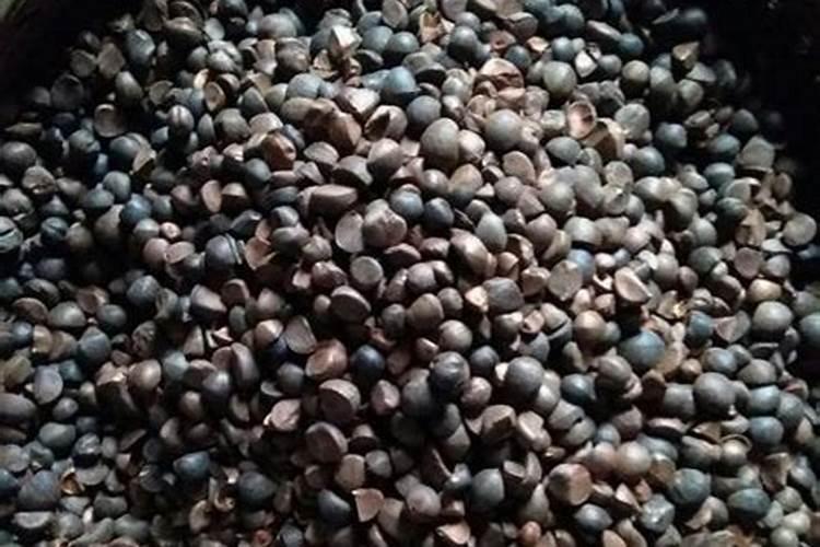 茶油饼能放茶油树做肥料吗？