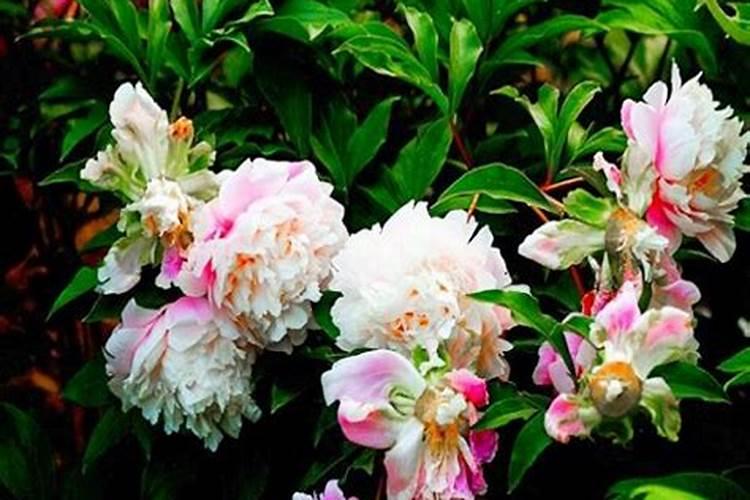 玫瑰花该什么时候种？怎样能养好？