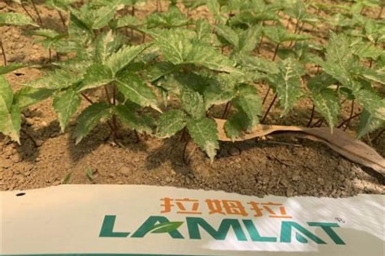 玉米除草剂药害怎么办？