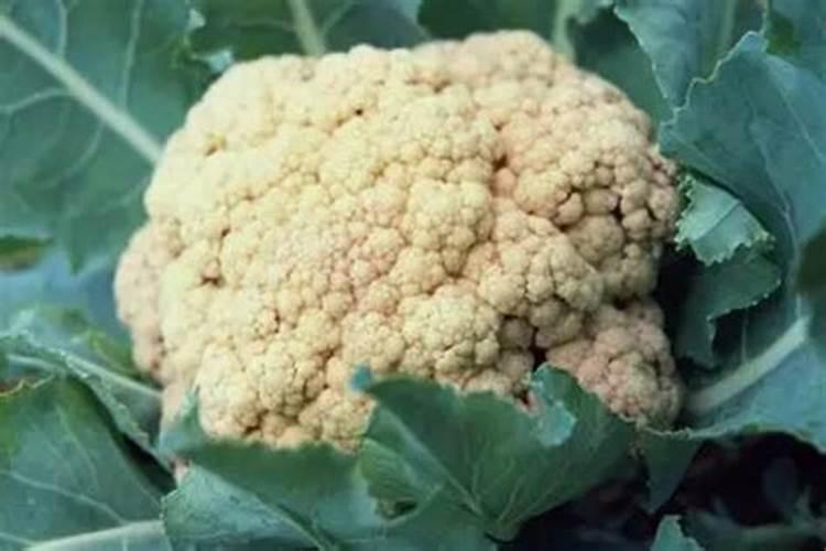 菜花用什么肥料好？