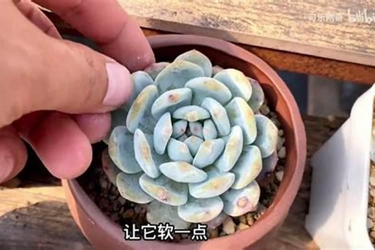 养多肉橙梦露,学会哪几个小技巧,叶片肥厚上色美,长成肉墩子？