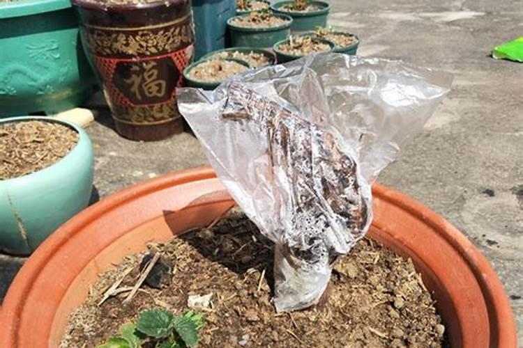 红豆杉用什么肥料最好