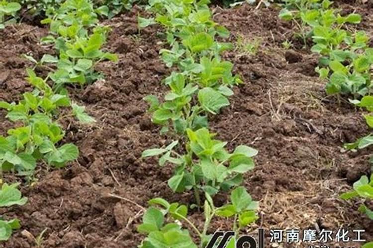 大豆苗期喷什么叶面肥好