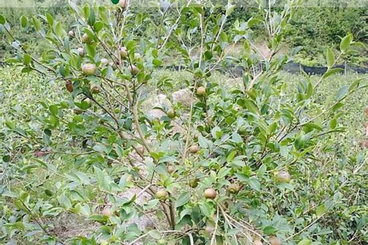 油茶树苗几年挂果