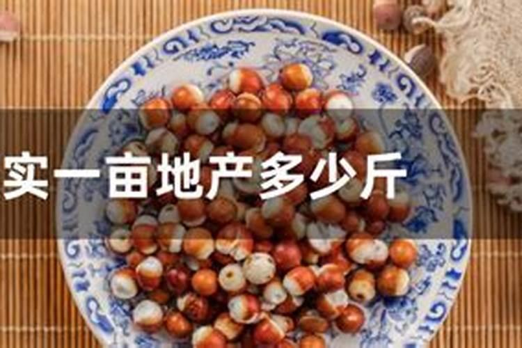 ﻿如何栽培出高产芡实