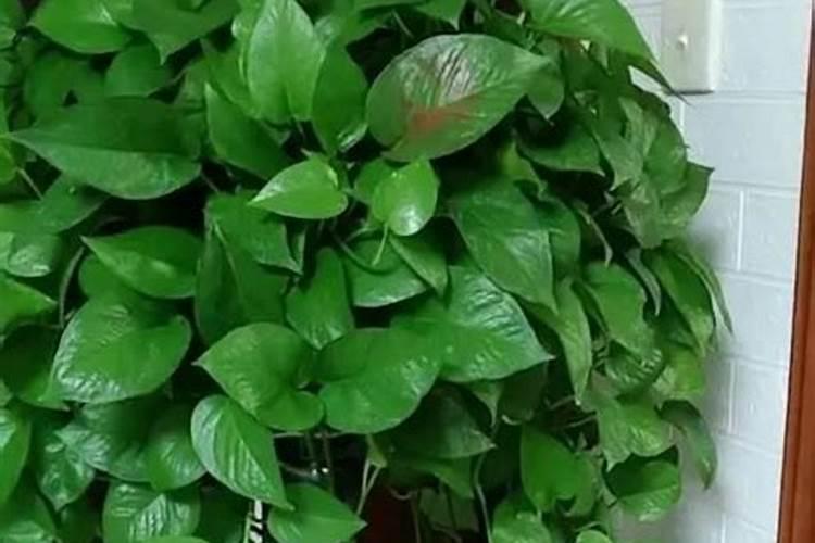 多肉植物一般用什么肥 多肉6种常用肥料