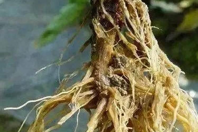 开春追肥用什么肥料好
