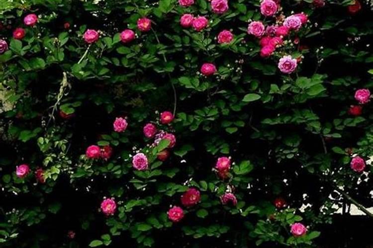 蔷薇花怎么施肥,蔷薇花施肥方法