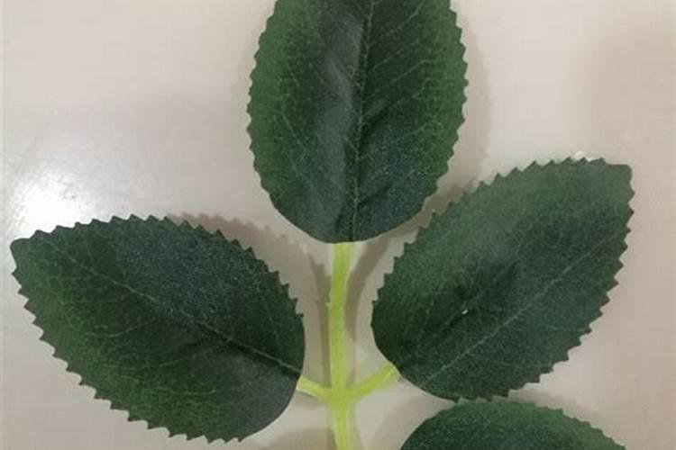 玫瑰花需什么肥料