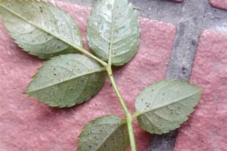 玫瑰花树施的氮肥是什么名称？