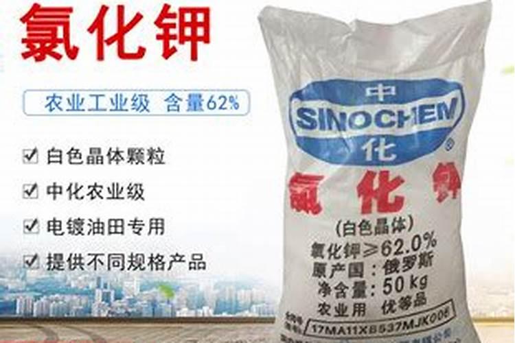问问文竹发黄浇什么肥水？有谁晓得？