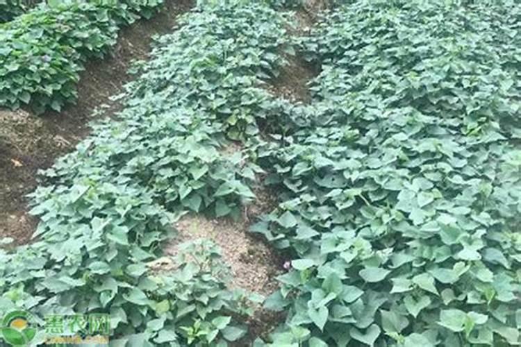 四季茶花用什么肥料好