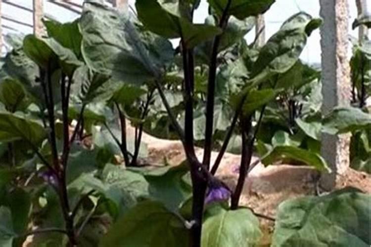 大棚茄子为什么难坐果