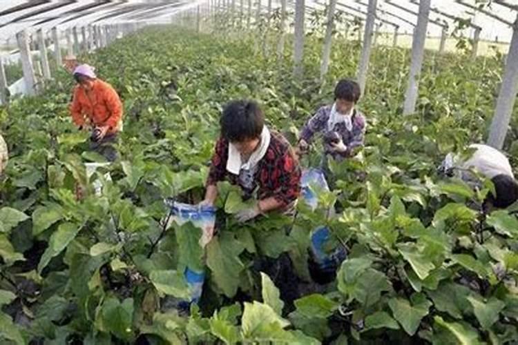 茄子氮肥过多咋样补救,我大棚的茄子叶发黄落花多落果多
