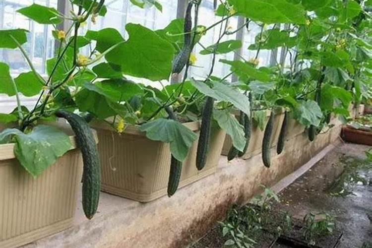 黄瓜什么时候用高钾肥料 怎么施肥提高产量