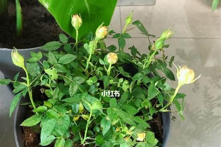月季花施什么肥料好