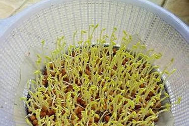 水培香椿芽苗菜发芽期间有一些长白毛了该怎么办