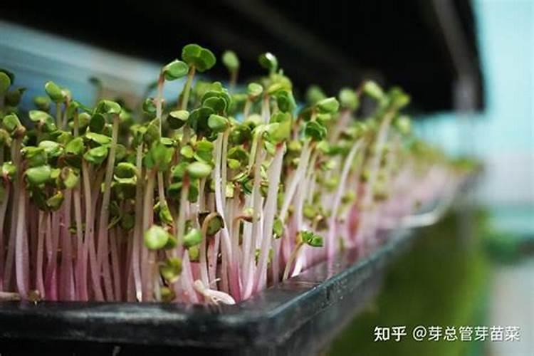 在什么土里种芽苗菜