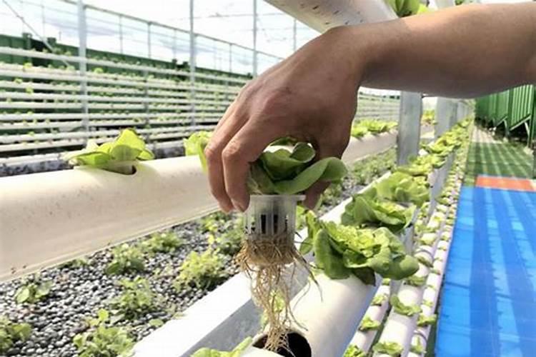 水培芽苗菜种植方法