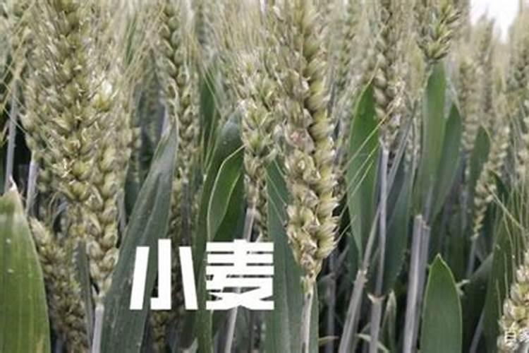 小麦亩产多少斤