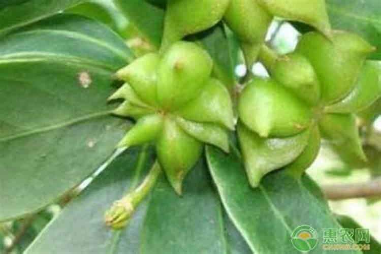 月季花现在都发芽了,而且也长新叶子了,可以施肥吗？