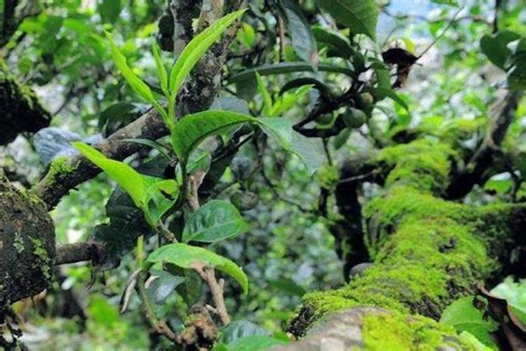 西梅果树苗南方可以种植吗？