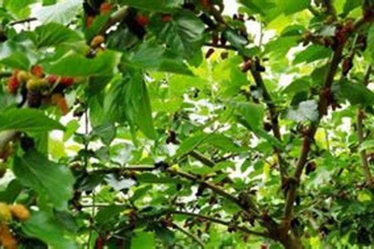 亚磷酸钾控旺什么时候打效果最好？