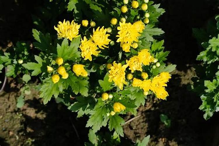 如何让菊花的花枝粗壮