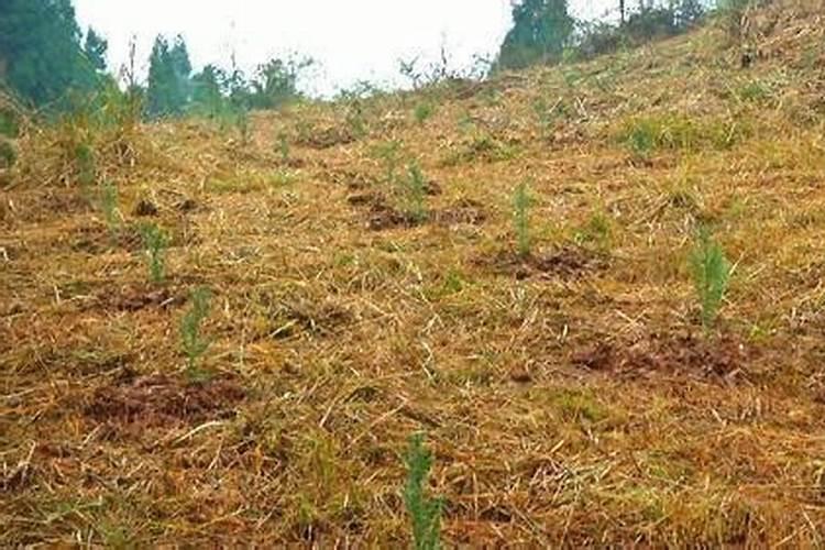 我现在种植杉树,每棵用100克钙镁磷肥做基肥,请问这样会对树苗的根系产生...