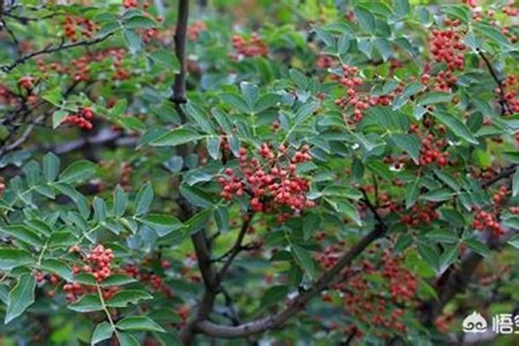 刚结果的花椒树上什么肥好