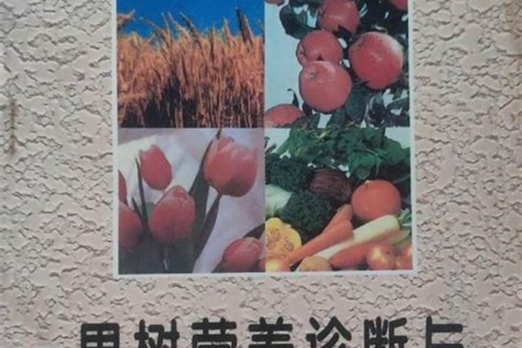 黄皮果树的栽培与管理方法有哪些