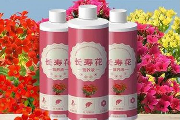 长寿花长花苞的时候施什么肥