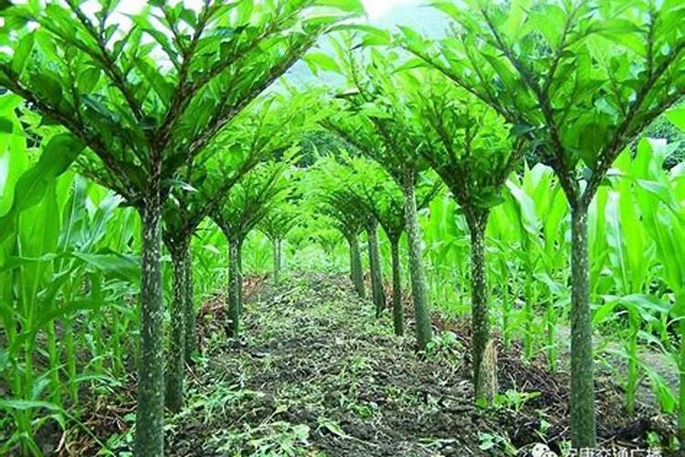 魔芋用什么肥料产量高 附施肥注意事项