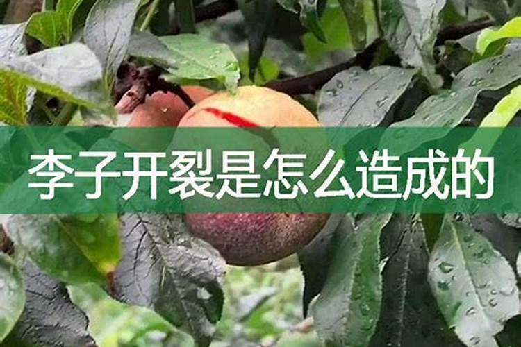 李子果实用了氨基酸能使果子变硬吗？