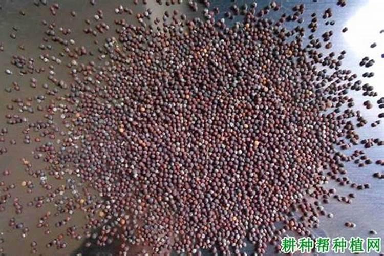 白菜黄斑病如何防治