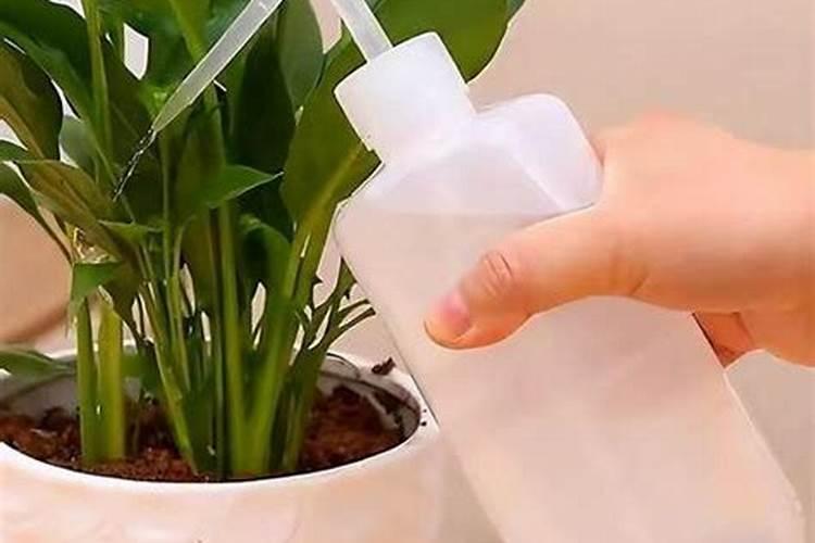 青菜施什么肥最好