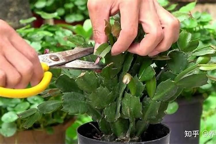 蟹爪兰打花苞怎么浇水施肥