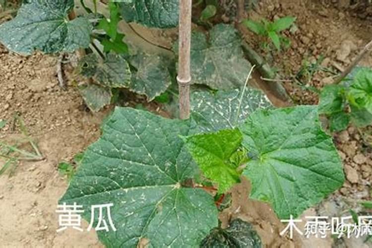 黄瓜每个阶段怎样施肥