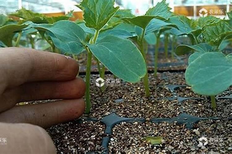 黄瓜每个阶段怎样施肥