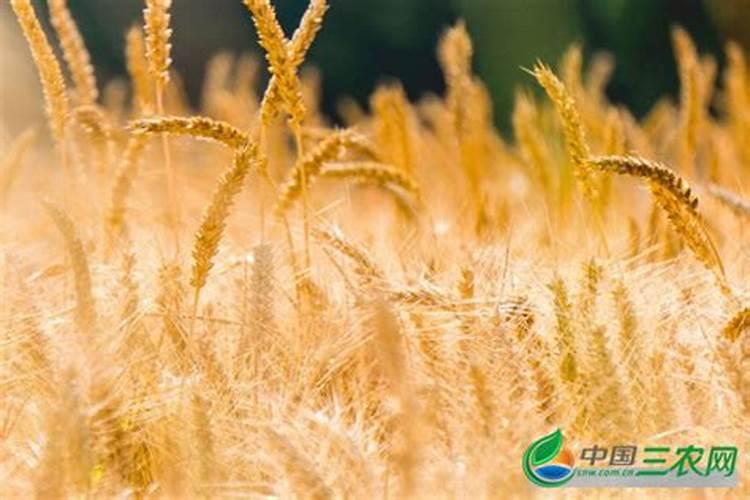 种植小麦要想来年高产怎么做 小麦养殖方法总结